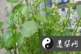 万万没想到（铜钱草有什么坏处）铜钱草叶有毒吗，铜钱草的功效与作用，