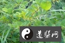 奔走相告（虎杖的功效与作用及禁忌）虎杖的功效与作用吃法，虎杖的功效与作用，