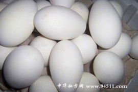 新鲜出炉（鹅蛋吃了,对乳腺增生有什么好处）乳腺增生吃鹅蛋好使吗，乳腺增生，鹅蛋是克星！，