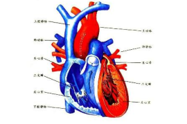 深度揭秘（中医治疗慢性肺源性心脏病特效秘方）慢性肺源性心脏病中医疗法，中医治疗慢性肺源性心脏病特效秘方，