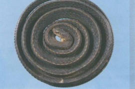 满满干货（乌梢蛇什么功效与作用）乌梢蛇的功效与作用的功能与主治蛇，乌梢蛇的功效与作用及禁忌,中药乌梢蛇图片，