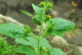 没想到（朱良春用药经验集(全文)辛夷）朱良春黄药子，朱良春用药经验：善用豨莶草治疗黄疸型肝炎，