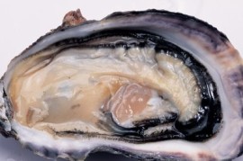 越早知道越好（中药牡蛎的功效与作用及禁忌）中药牡蛎的功效和作用及食用方法，牡蛎的功效与作用,中药牡蛎的副作用与禁忌,牡蛎图片大全，