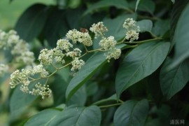 不要告诉别人（雷公藤能治风湿性关节炎吗）雷公藤治类风湿最常见副作用，雷公藤的功效与作用，雷公藤内服治疗类风湿性关节炎，