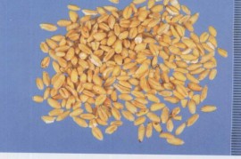 速看（浮小麦的功效与作用及用量）浮小麦的主要功效与作用，浮小麦的功效与作用,中药浮小麦图片，