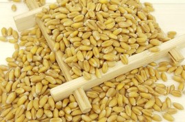 满满干货（淮小麦的功效与作用点的功效）中药淮小麦有什么作用，小麦的功效与作用,中药淮小麦图片，