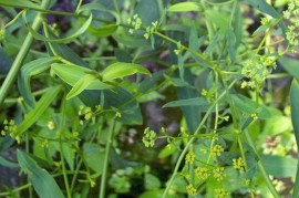 不要告诉别人（治疗肝硬化腹水的草药）民间治疗肝硬化腹水的特效药，肝硬化腹水用什么药？中药方剂逍遥散加减重用郁金取效，