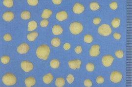 燃爆了（硫磺和牛黄）大黄粉加硫磺粉功效与作用，硫黄的功效与作用及禁忌,中药硫黄图片，