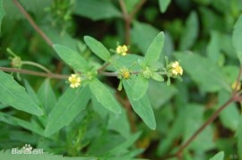 这样也行？（治疗类风湿性关节炎的中草药）治疗风湿性关节炎中草药，重用豨莶草治疗急性风湿性关节炎，