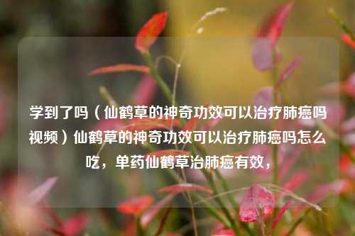 学到了吗（仙鹤草的神奇功效可以治疗肺癌吗视频）仙鹤草的神奇功效可以治疗肺癌吗怎么吃，单药仙鹤草治肺癌有效，